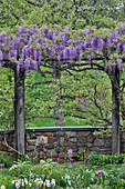 Wisteria in full bloom on trellis Chanticleer Garden, Wayne, Pennsylvania