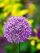 USA, Pennsylvania. Nahaufnahme der sommerblühenden, zwiebelförmigen, mehrjährigen lila Allium-Blüten.