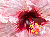 USA, Pennsylvania. Close-up of a hibiscus flower.