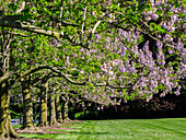 USA, Pennsylvania. Der Kaiserbaum 'Paulownia tomentosa' in voller Blüte entlang eines Gartenweges.