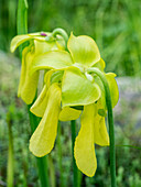USA, Pennsylvania. Die gelben Blüten der Kannenpflanze, Sarracenia, einer fleischfressenden Pflanze.