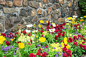 Longwood Gardens, Iceland Poppy, Kennett Square, Pennsylvania, Usa