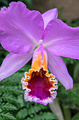 Purple Orchid, Usa