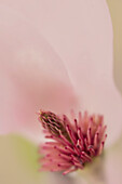 USA, South Carolina, Charleston. Detail einer Magnolienblüte