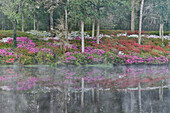 Azaleas in full bloom reflected in calm pond Middleton Place, Charleston, South Carolina