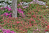 Azaleen in voller Blüte Middleton Place, Charleston, South Carolina