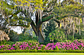 USA, North Carolina, Charleston. Middleton Place, moss-covered tree and Azaleas