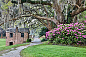 USA, North Carolina, Charleston. Middleton Place, pathway through the plantation