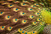 USA, South Carolina, Charleston, Peacock feathers during breeding season.