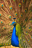 USA, South Carolina, Charleston, Male peacock strutting in breeding plumage.