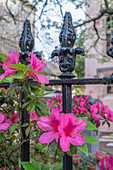 Rosa Azalee, schmiedeeiserner Zaun, Charleston, South Carolina, USA