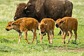 USA, South Dakota, Custer State Park. Bison calves and adult