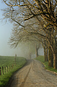 Early morning view of Sparks Lane, Cades Cove, Great Smoky Mountains National Park, Tennessee