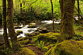 USA, Tennessee, Great Smoky Mountain National Park, Moss covered trees and rocks along the Little River at Tremont.