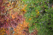 USA, Tennessee. Great-Smoky-Mountain-Nationalpark, Herbstliche Spiegelungen im Little River.