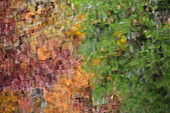 USA, Tennessee. Great Smoky Mountain National Park, Autumn reflections in the Little River.