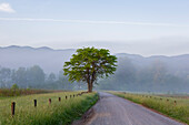Hyatt Lane in fog Cades Cove Great Smoky Mountains National Park, Tennessee.