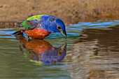 Male Painted bunting and reflection while bathing, Rio Grande Valley, Texas