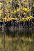 Mit spanischem Moos bewachsene kahle Zypresse mit Herbstfärbung. Caddo Lake State Park, Ungewiss, Texas