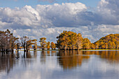 Kahle Zypressen im Herbst. Caddo Lake, Ungewiss, Texas