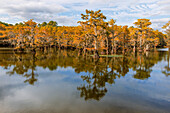 Kahle Zypresse mit spanischem Moos und Herbstfarben. Caddo Lake State Park, Uncertain, Texas