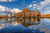 Kahle Zypressen im Herbst mit Spiegelung auf dem See. Caddo-See, Ungewiss, Texas