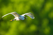 USA, Texas, Smith Oaks Rookery. Snowy egret in flight
