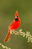 USA, Texas, Hidalgo County. Male cardinal on limb