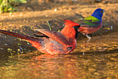 USA, Texas, Hidalgo County. Male cardinal and painted bunting 