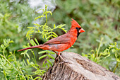 USA, Texas, Gatesville, Santa Clara Ranch. Male northern cardinal on stump
