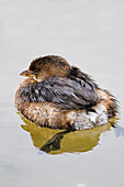 Zweischnabeltaucher (Podilymbus podiceps) beim Schwimmen