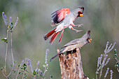 Pyrrhuloxia (Cardinalis sinuatus) Paar im Süßholzbusch