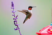 Ruby-throated Hummingbird (Archilochus colubris) male feeding