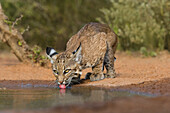 Bobcat (Lynx Rufus) beim Trinken