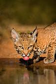 Bobcat (Lynx Rufus) trinkend