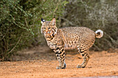 Bobcat (Lynx Rufus) walking