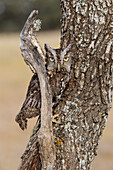 Kreischeule (Otus Asio) auf einem Baum schlafend