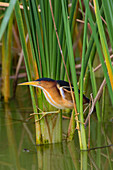 Least Bittern (Ixobrychus exilis) hunting