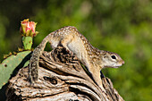 Mexikanisches Erdhörnchen (jetzt Rio Grande Ground Squirrel) (Ictidomys parvidens) klettert auf einen Baumstamm