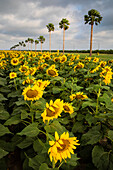 Kommerzielle Sonnenblumen, gesäumt von Palmen