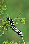 Black Swallowtail (Papilio Polyxenes), caterpillar eating on fennel host plant (Foeniculum vulgare), Hill Country, Texas, USA