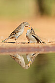 House Sparrow (Passer domesticus), female feeding young, Rio Grande Valley, South Texas, USA