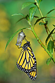 Monarch (Danaus Plexippus), Schmetterling, der sich aus einer Puppe auf tropischem Milchkraut (Asclepias curassavica) entwickelt und seine Flügel entfaltet, Serie, Hill Country, Texas, USA