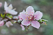 Pfirsichbaum (Prunus persica), frostbedeckte Blüte, Texas, USA