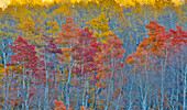 Aspens multi colored in autumn Wasatch Mountains and Highway 39 east of Ogden, Utah