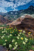 Cow parsnip, mules ear, and quartzite rock in Twin Peaks Wilderness.