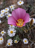 USA, Utah. Sego lily, Arches National Park.