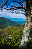 Shenandoah-Blick, Blue Ridge Parkway, Smoky Mountains, USA.