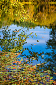 Reflections, Otter Lake, Blue Ridge Parkway, Virginia, USA.