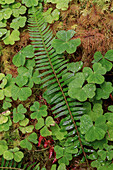 Farne und Sauerampfer auf dem Waldboden, Hoh Rainforest, Olympic National Park, Washington State